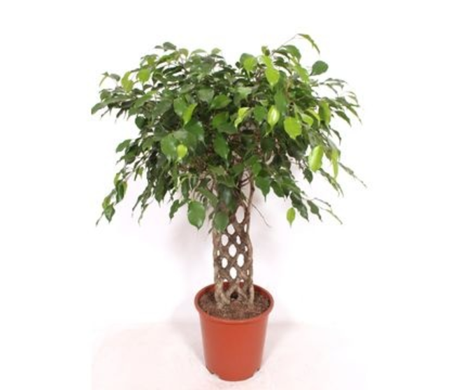 FICUS BENJAMINA TIGE TRESSE