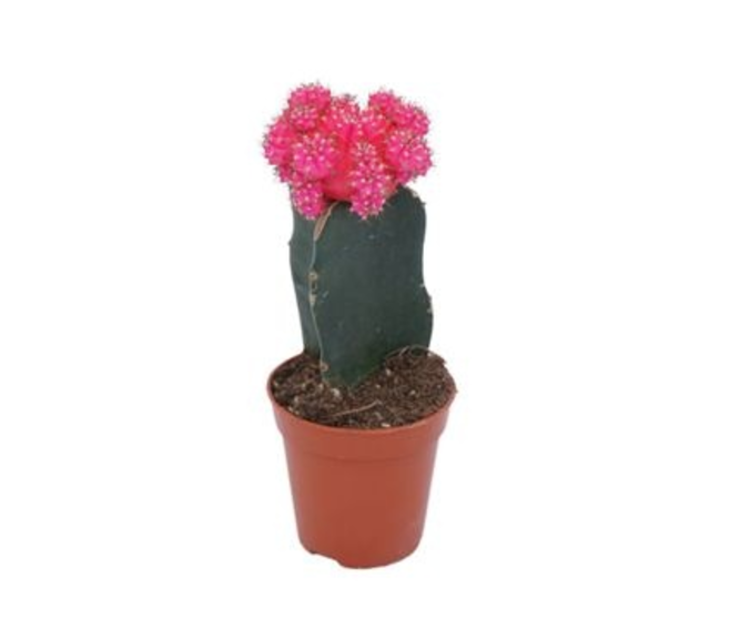 CACTUS GREFFE ROSE