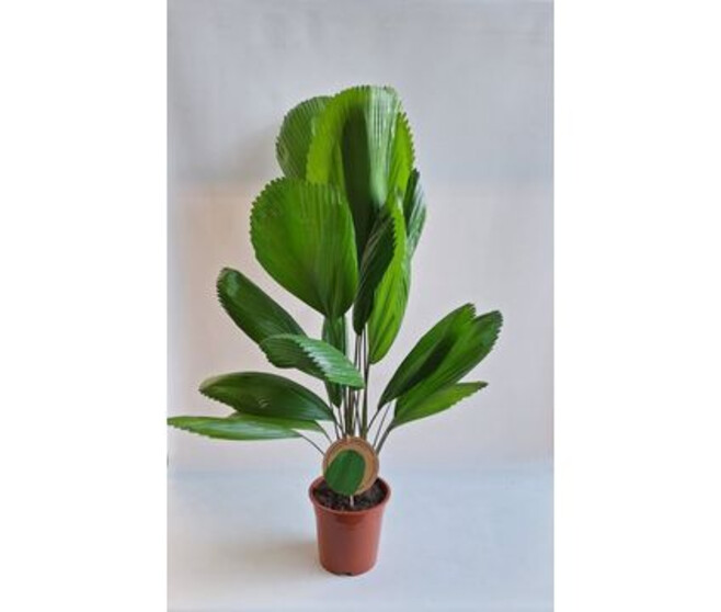 LICUALA GRANDIS