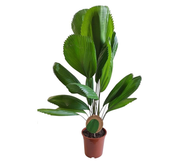 LICUALA GRANDIS