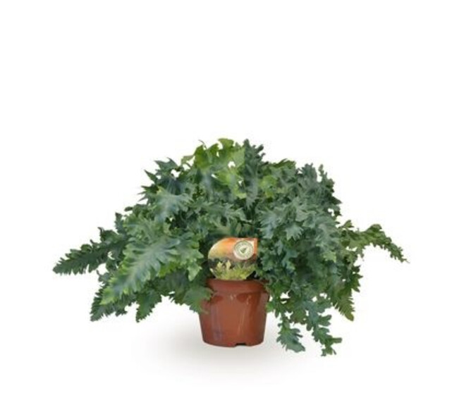 PHLEBODIUM DAVANA