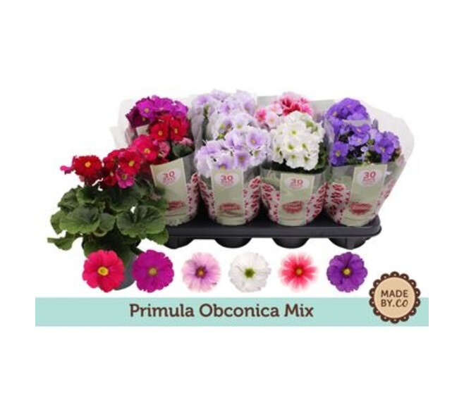 PRIMEVERE OBCONICA TOUCH ME