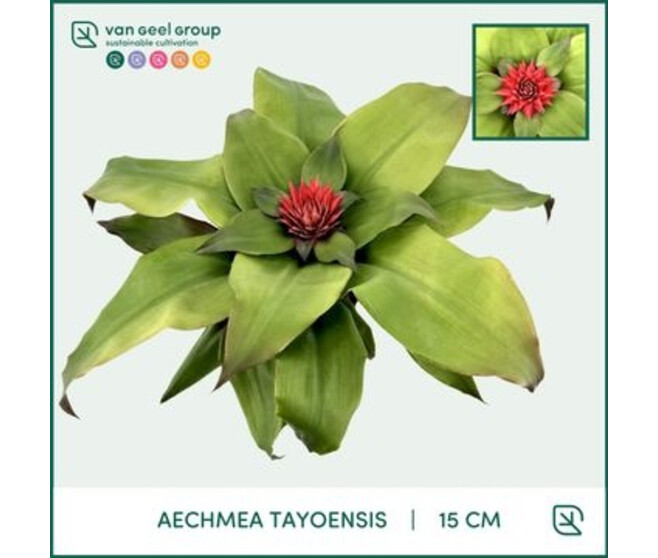 BILBERGIA TAYOENSIS