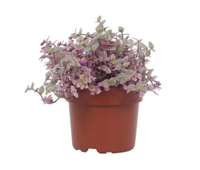CALLISIA REPENS ROSATO