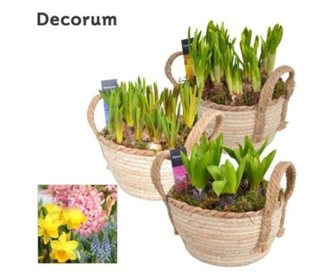 BULBE VARIE VANNERIE