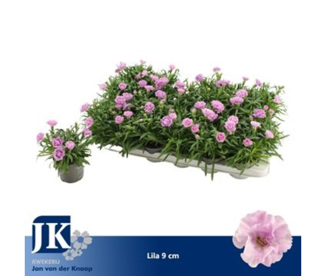 OEILLET SUPER TROUPER ILKA