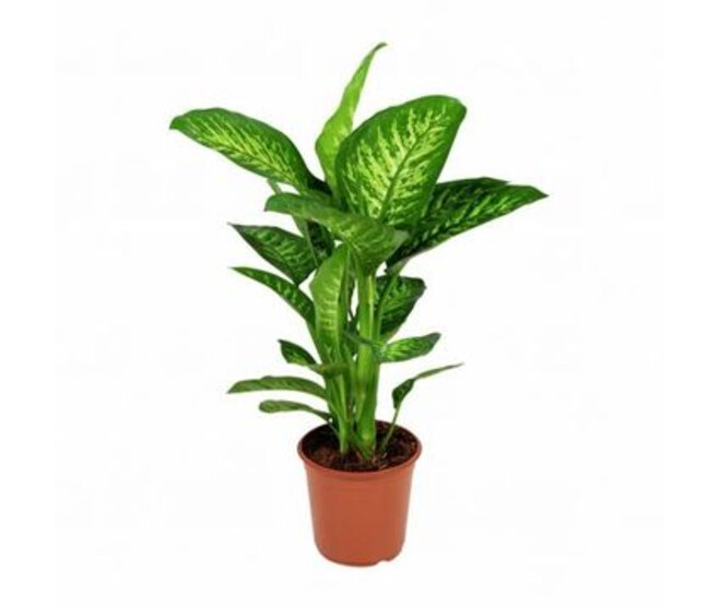 DIEFFENBACHIA TROPIC SNOW