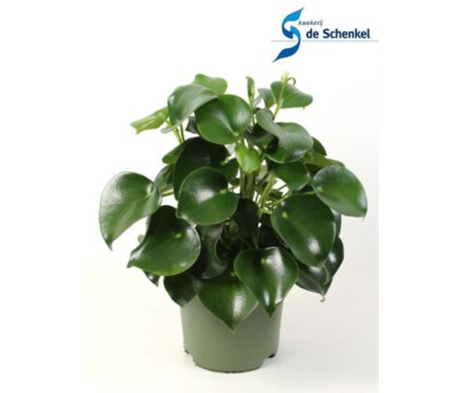 PEPEROMIA RAINDROP
