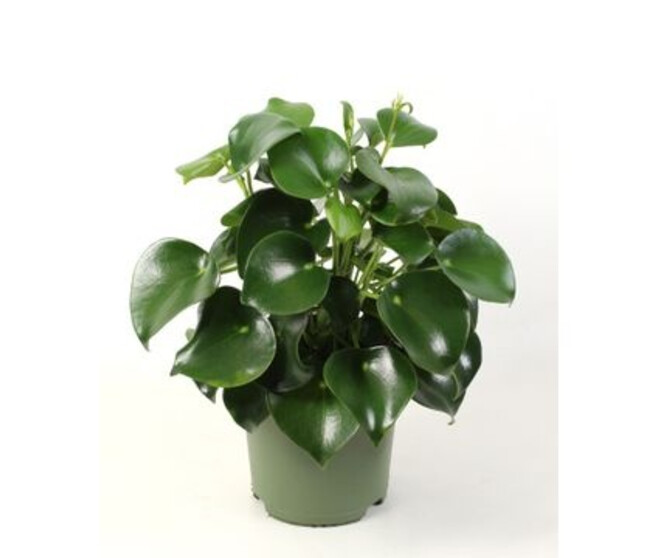 PEPEROMIA RAINDROP