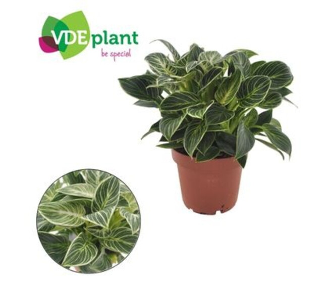 PHILODENDRON WHITE WAVE MINI