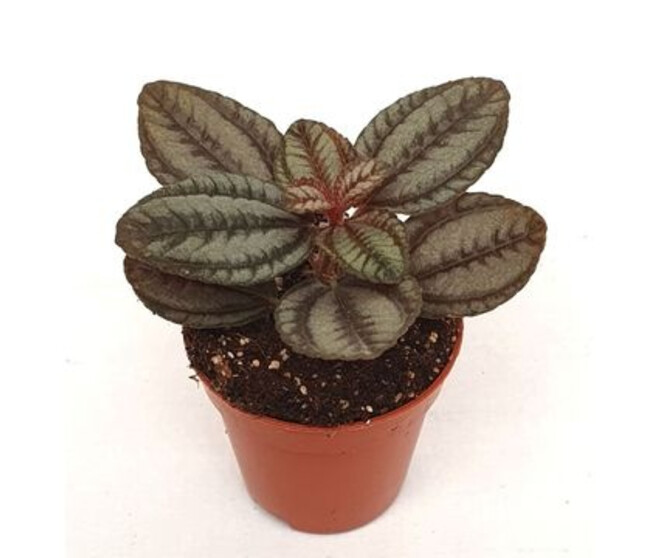 PILEA NORFOLK