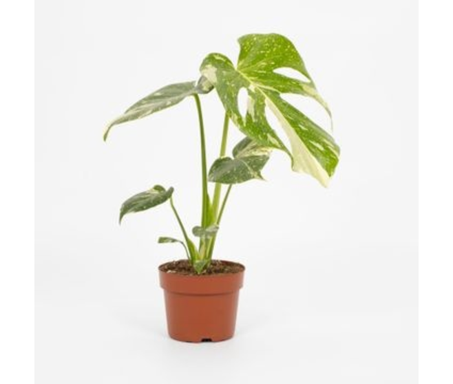 PHILODENDRON MONSTERA THAI
