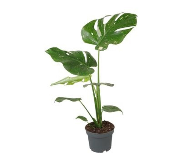 PHILODENDRON MONSTERA THAI