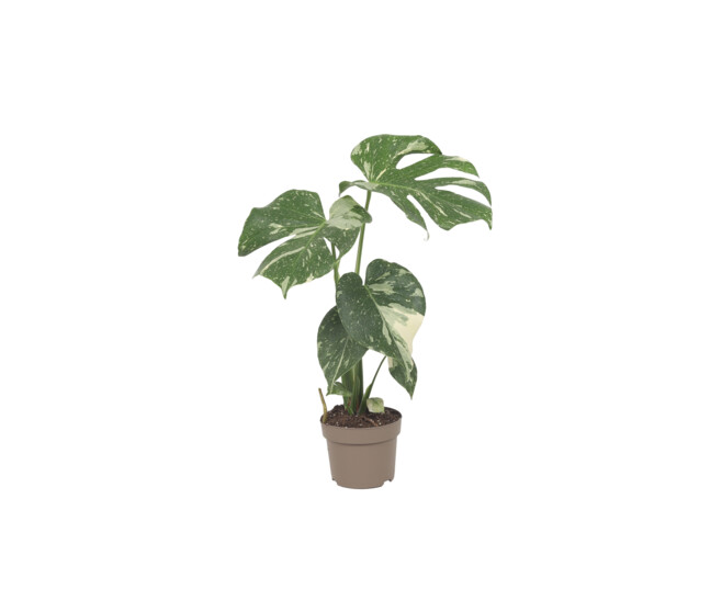 PHILODENDRON MONSTERA THAI