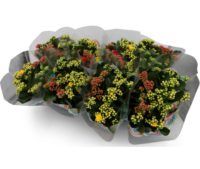 KALANCHOE FL DBLE 3COULEURS