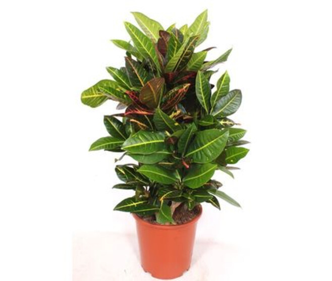 CROTON PETRA RAMIFIE