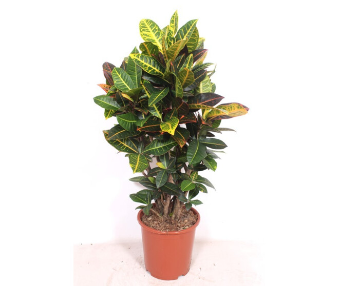 CROTON PETRA RAMIFIE