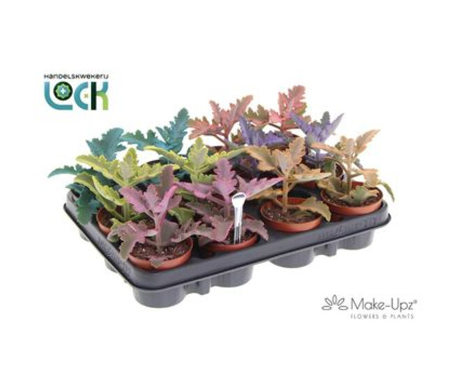 KALANCHOE BEHARENSIS