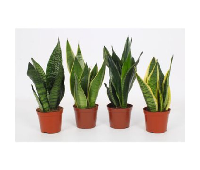 SANSEVIERIA VARIE