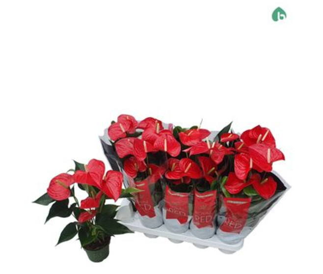 ANTHURIUM ANDREANUM ROUGE QUERIDA