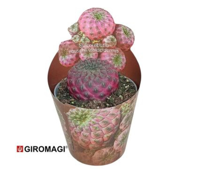 CACTUS SULCOREBUTIA RAUSCHII