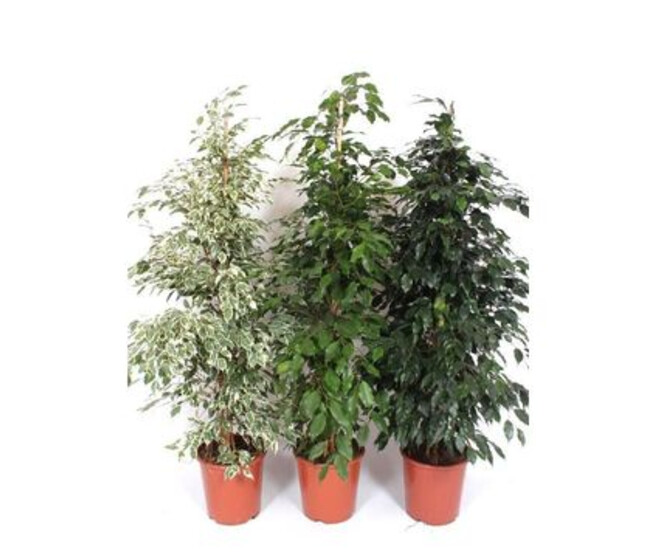 FICUS BENJAMINA VARIE