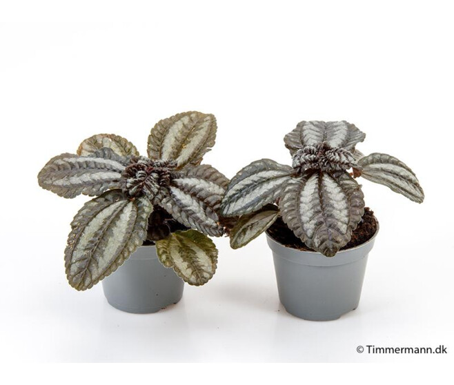 PILEA NORFOLK