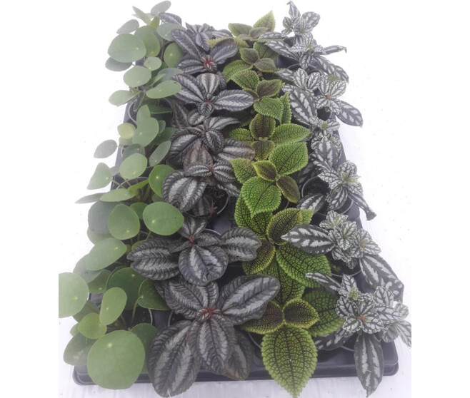 PLANTE VERTE VARIEE