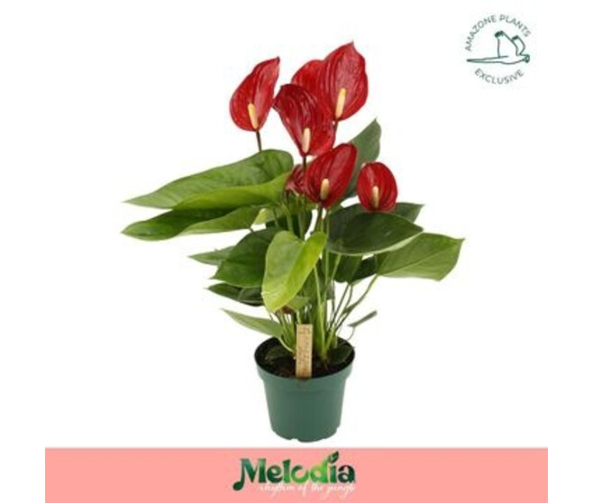 ANTHURIUM ANDREANUM ROUGE