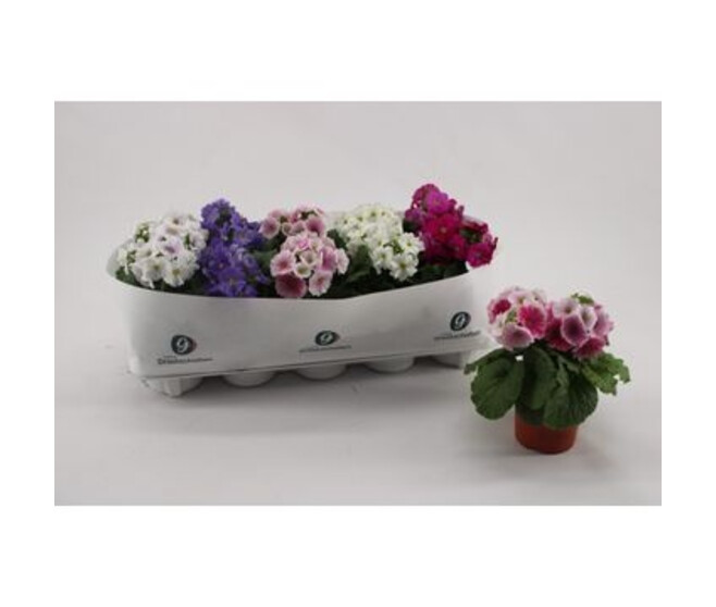 PRIMEVERE OBCONICA SWEET KISSES