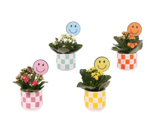 KALANCHOE FL DBLE CERAM