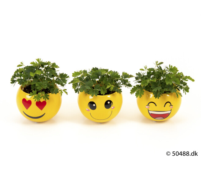 MIMOSA PUDICA CERAM SMILEY