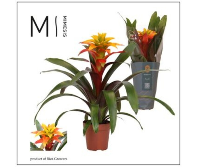 GUZMANIA FIERO YELLOW