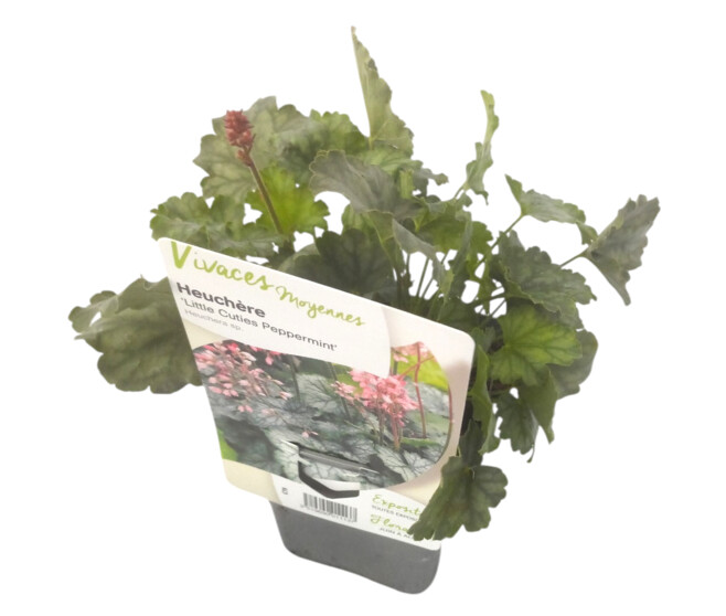 HEUCHERA LITTLE CUTIES