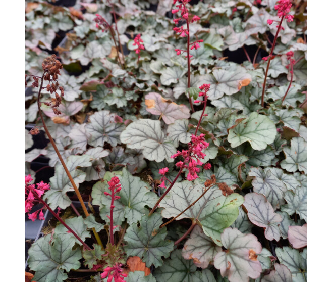 HEUCHERA LITTLE CUTIES