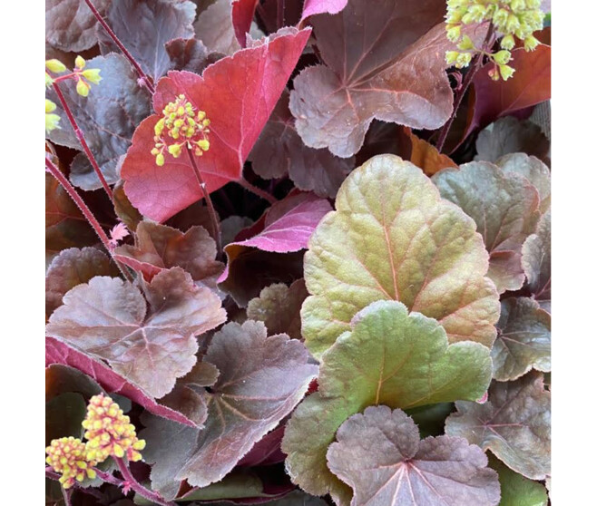 HEUCHERA LITTLE CUTIES