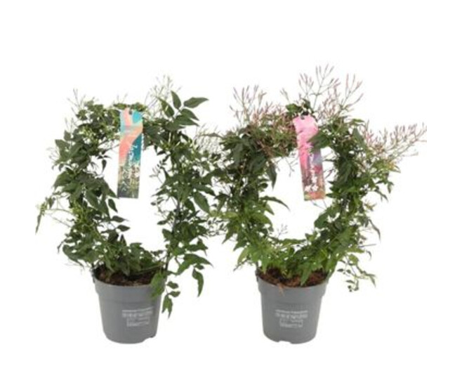 JASMIN VARIE ARCEAU