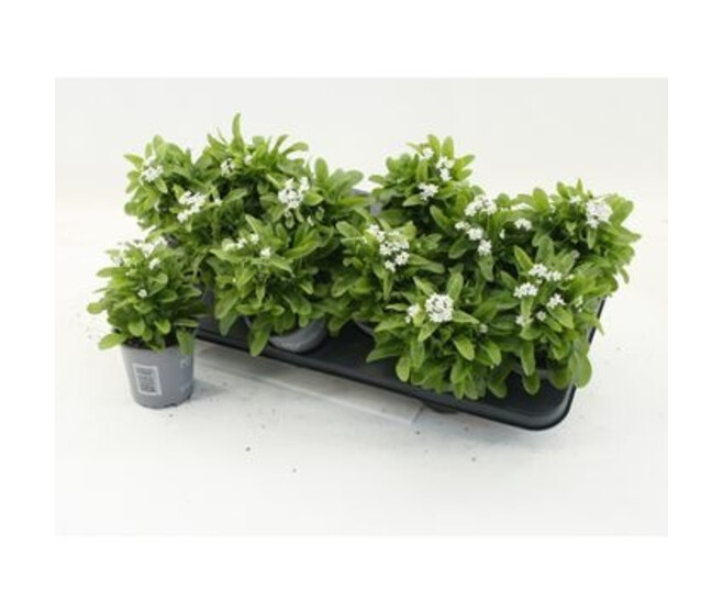 MYOSOTIS MON AMIE BLANC