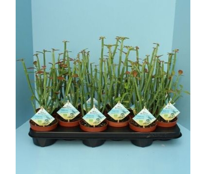 EUPHORBIA PHOSPHOREA