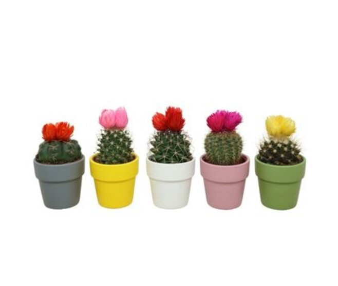 CACTUS FL IMIT P TERRE COLORE