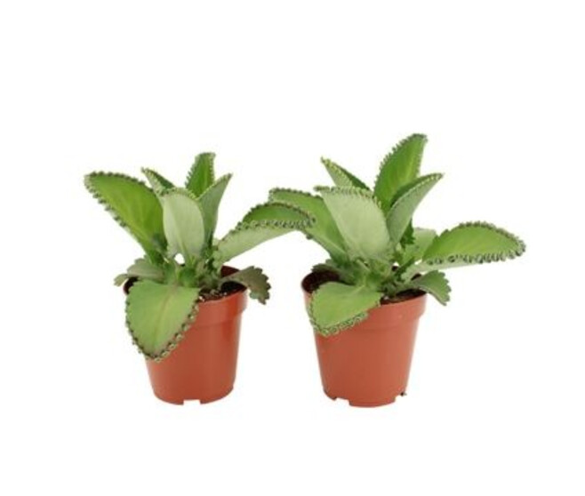 KALANCHOE DAIGREMONTIANA