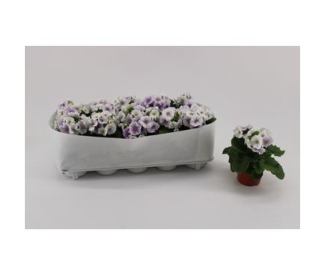 PRIMEVERE OBCONICA BLEUE BLANCHE