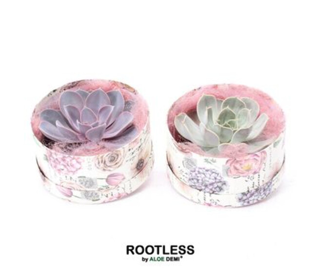COMPO ECHEVERIA BOITE CARTON