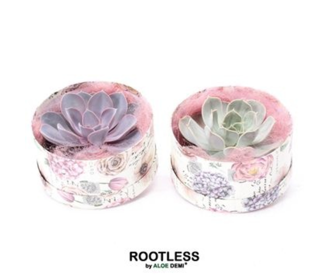 COMPO ECHEVERIA BOITE CARTON