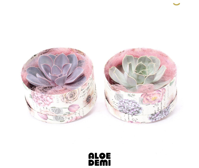 COMPO ECHEVERIA BOITE CARTON