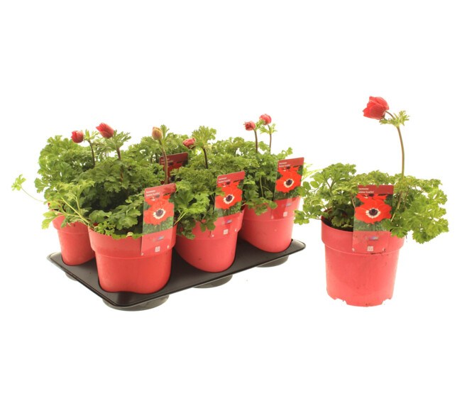 ANEMONE ANIMO SCARLET
