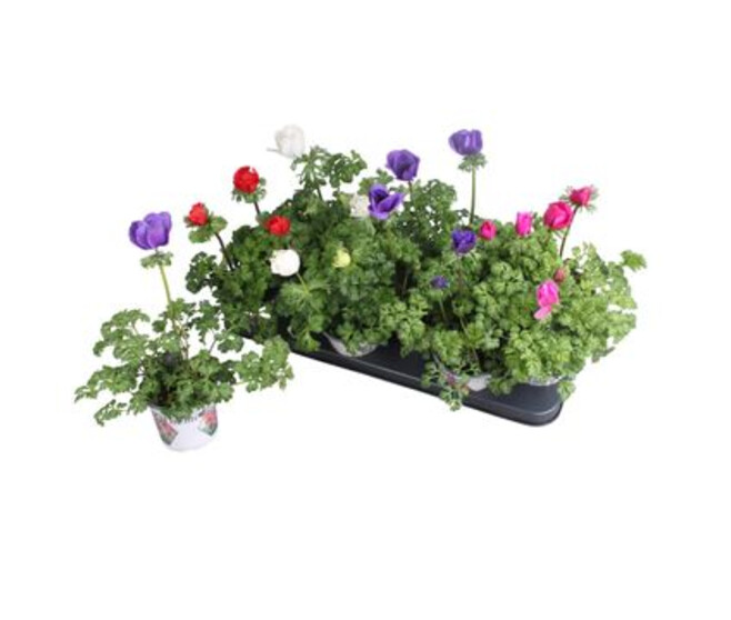 ANEMONE HARMONY VARIEE