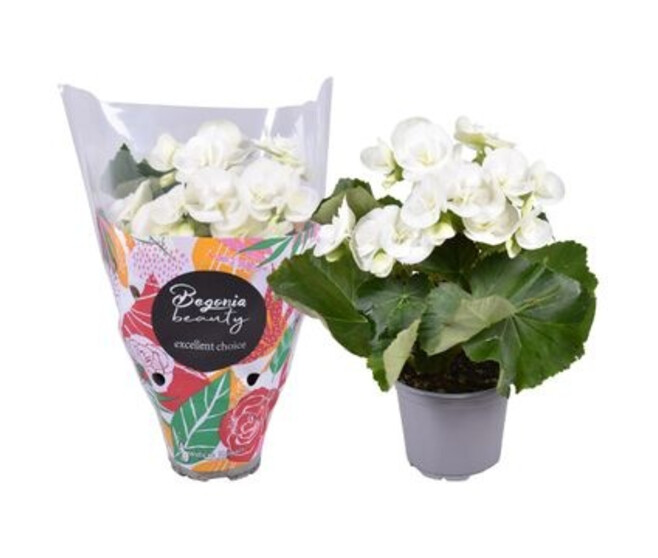 BEGONIA CLARA BLANC