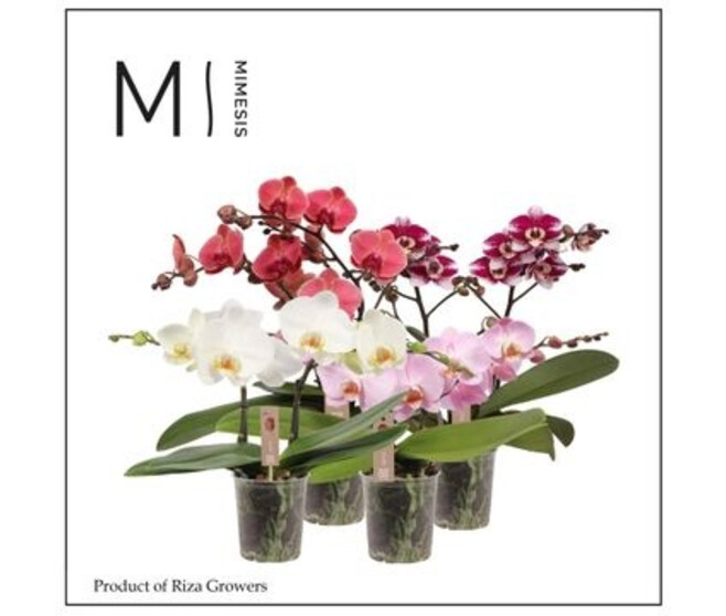 PHALAENOPSIS 2BR SPIRIT VARIE