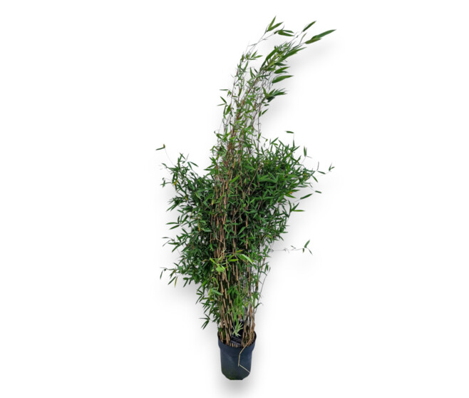 BAMBOU FARGESIA GREAT WALL